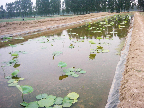 藕池防渗膜施工